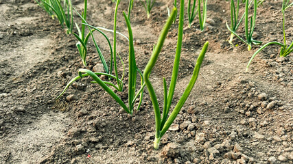 Fresh green onions sprout from rich, dark soil, showcasing vibrant growth in a cultivated garden,...