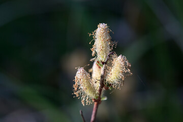 Inflorescence of a creeping willow, Salix repens
