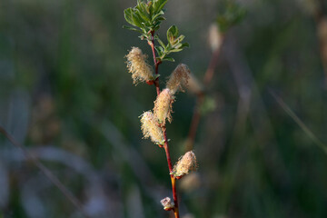 Inflorescence of a creeping willow, Salix repens