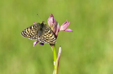 wildlife photos. photos of butterflies in natural areas.