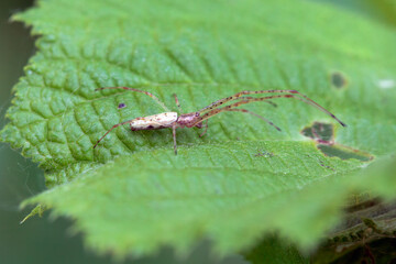 The spider Tetragnatha extensa