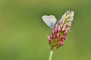 wildlife photos. photos of butterflies in natural areas.