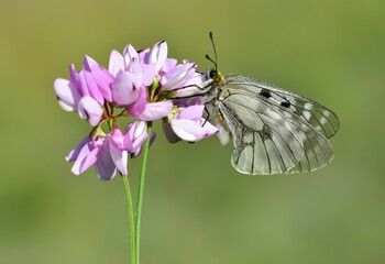 Photos of butterflies and insects.