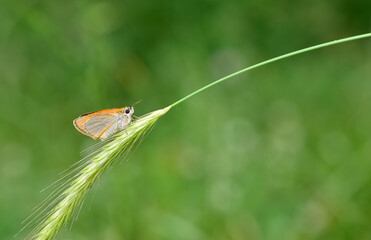 wildlife photos. photos of butterflies in natural areas.