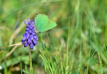 Wildlife. Photos of wild butterflies and insects.