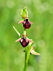 Photos of wildflowers, various bee orchids.