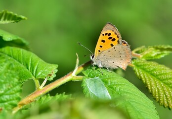 wildlife photos. photos of butterflies in natural areas.