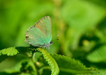 Wildlife. Photos of wild butterflies and insects.
