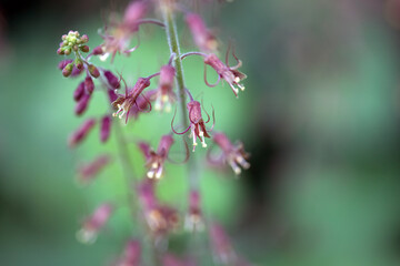 Piggyback plant blossom, Tolmiea menziesii