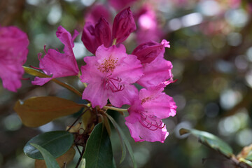Smirnow rhododendron, Rhododendron smirnowi
