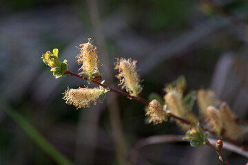 Inflorescence of a creeping willow, Salix repens