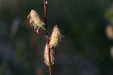Inflorescence of a creeping willow, Salix repens