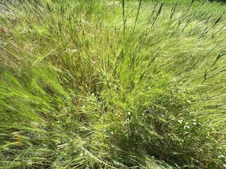 Medusahead (Taeniatherum caput-medusae) green flowering plant growing in the forest. Green seeds...