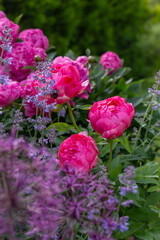 Vibrant summer garden with blooming pink peonies, soft purple catmint, spherical alliums in foreground, bumblebee on flower, lush foliage, deep composition, seasonal nature beauty, romantic flowers