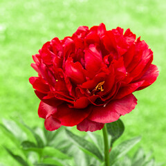 Square botanical closeup of red Buckeye Belle peony in full bloom, soft green blurred background, vivid petals, garden flower portrait, perfect for packaging, branding, seasonal greeting design