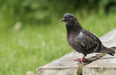 Young pigeon