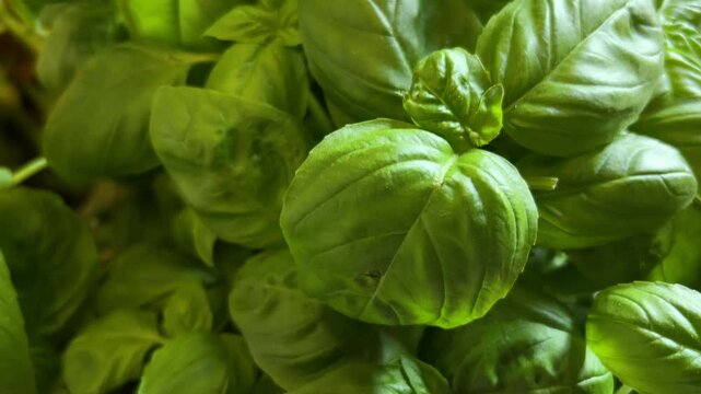Fresh green basil plants, tracking shot on green basil leaves in top view