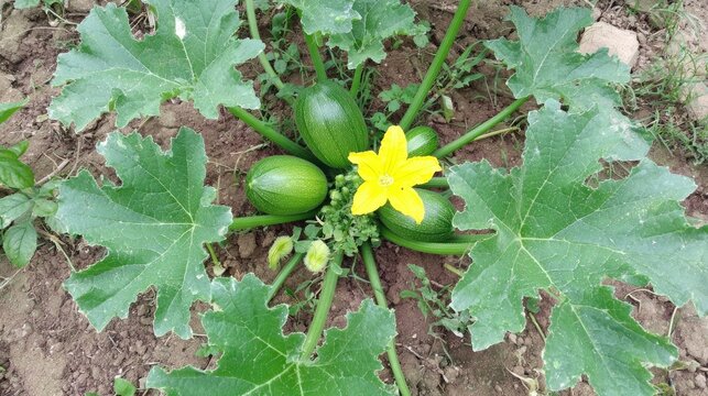 Zucchini plant with blossoms and young fruits.