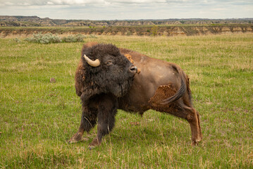 Powerful wild bison scratching its back on prairie