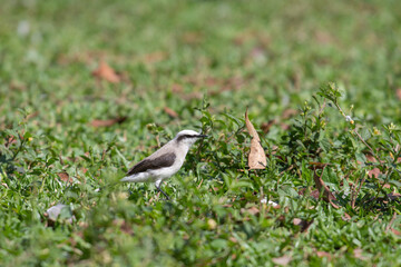 Masked Water Tyrant / Wagtail (Fluvicola nengeta)  with white and gray plumage standing on green grass. Slightly blurred natural background.