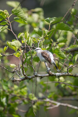 Masked Water Tyrant, chick, juvenile, white, brown, bird, Passeriformes, Brazil, São Paulo, perched on branch, natural light, close-up, full body, profile, unique, focus.