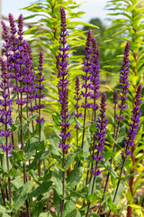 Salvia nemorosa Caradonna with dark stems and vivid purple flowers in summer garden, perennial ornamental plant in bloom, vertical structure, drought-tolerant choice, landscape flower for pollinators