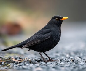 Fototapeta premium Blackbird, Turdus merula, in the wild