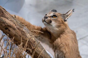 A taxidermied, stuffed lynx climbing a tree with a focused gaze