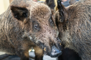 Close-up of a stuffed wild boar indoors