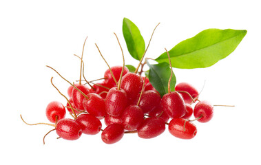 Elaeagnus multiflora isolated on white background. Cherry elaeagnus or cherry silverberry with green leaves. Goumi or gumi berry.