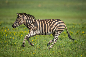 A plains zebra running in an open field