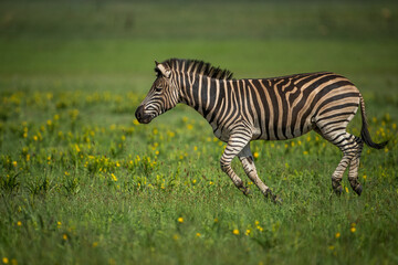 A plains zebra running in an open field