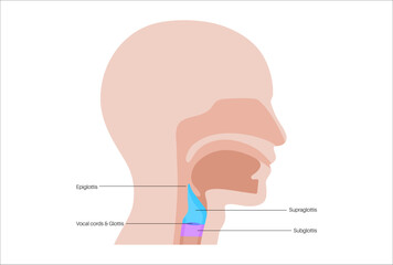 Larynx anatomy poster