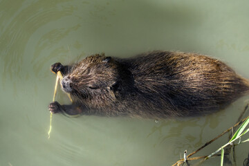 A Nutria From Above (Myocastor Coypus)