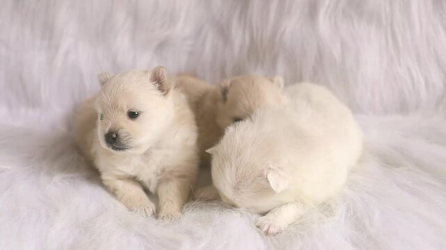 A group of three tiny white Pomeranian puppies, around three weeks old, lying close together on a white fluffy fur blanket. Their milky-white fur blends with the background, creating a serene scene