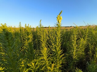 field of corn