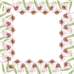 Watercolor frame of Echinacea flower. Hand-drawn isolated clip-art on white background. Delicate realistic images of herbs for packaging, textiles, printing, holiday cards, wedding