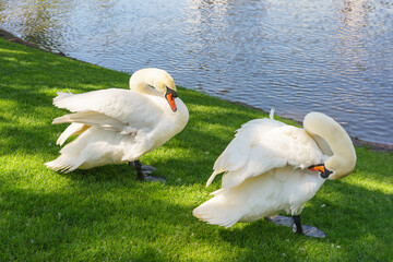Two elegant swans standing on the lush green grass by calm lake in a city park background, during a bright spring afternoon.