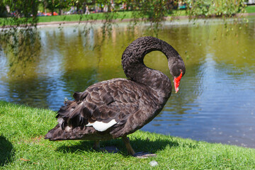 Graceful black swan with red beak standing on green grass by pond, with water reflections and other...