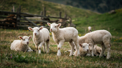 Obraz premium A group of fluffy lambs grazing in a sunlit meadow, some lying down, others nibbling grass, with rolling hills and a rustic wooden fence in the background, concept of farm life, rural beauty