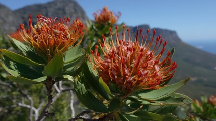 Fototapeta premium Vibrant orange-red protea flower in a natural setting.