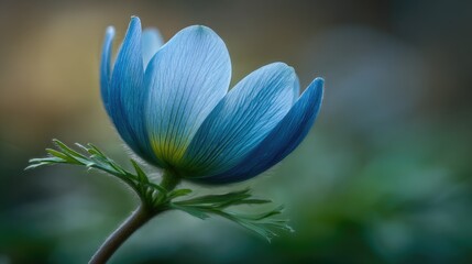 Fototapeta premium Close-up of a vibrant blue flower.