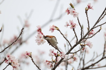 The russet sparrow (Passer cinnamomeus), also called the cinnamon or cinnamon tree sparrow, is a...