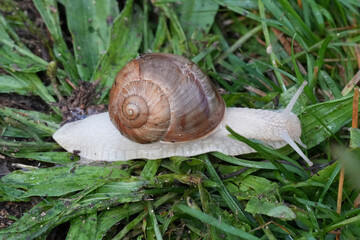 Closeup on a large edible Escargot,Burgundy or  Roman snail , Helix pomatia