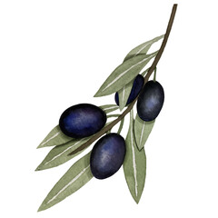Black olives, watercolor illustration, branch of olives isolated on white background. Watercolor - vector 21.