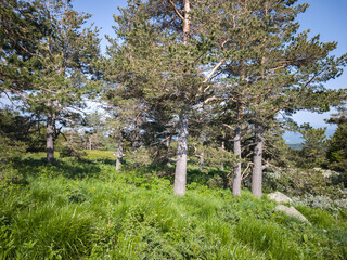 Fototapeta premium Panorama of Vitosha Mountain, Bulgaria