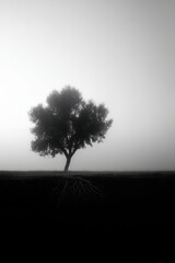 striking silhouette of tree emerging from light fog highlighting intricate shapes of its roots