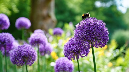 Obraz premium Close-up of vibrant purple flowers with a bee.