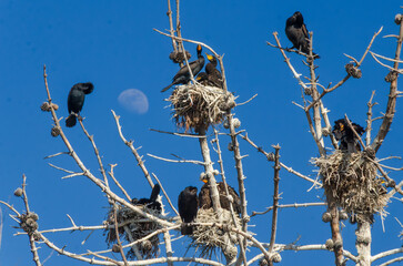 cormorants nesting in tree with moon