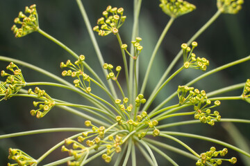 Dill flower with small yellow flowers close-up in summer, background texture